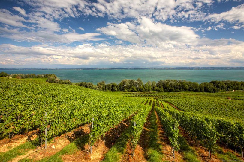Vignoble neuchâtelois.