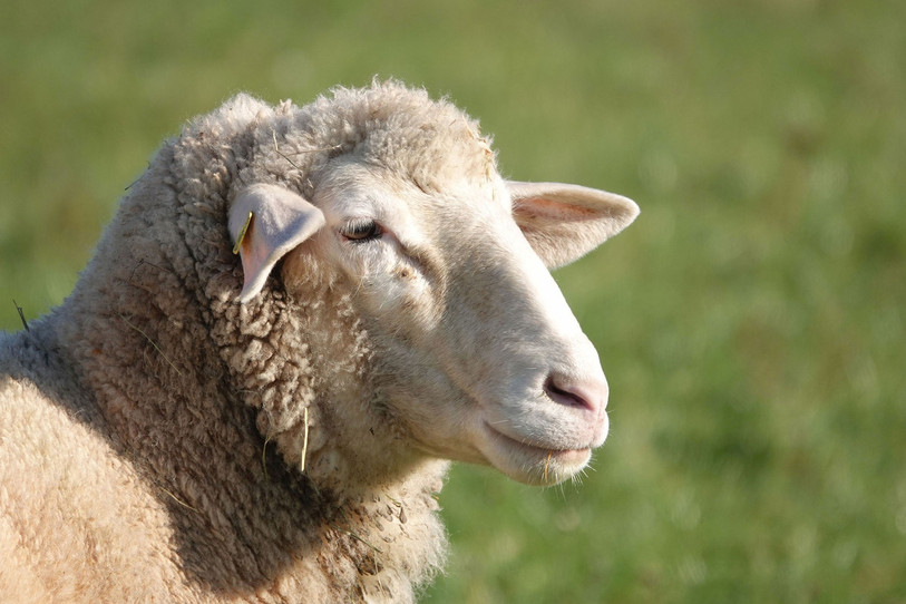 De nombreux moutons souffrent de la langue bleue dans le Jura. (Photo d'illustration libre de droits).