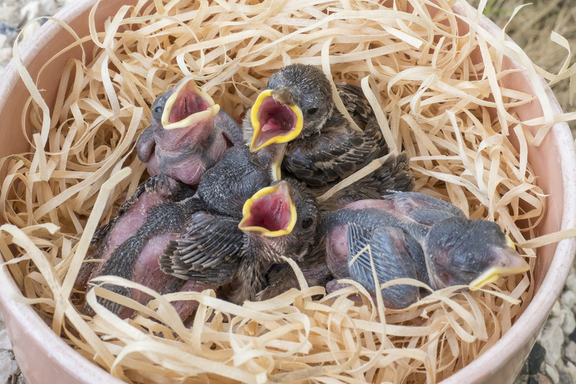 Les oisillons commencent à montrer le bout de leur bec et certains partent à l'aventure hors du nid. (Photo : Station ornithologique suisse)
