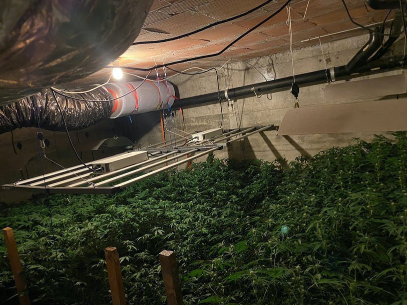 Trois installations de cultures de chanvre ont été découvertes par la police à Bienne et à Champion. (Photo : Police cantonale bernoise)
