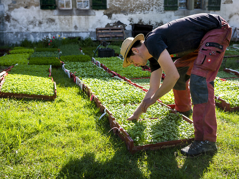 La Commission pour la promotion de l'agriculture biologique dans le Jura et le Jura bernois vise 30% d'exploitations bio en 2030. (Photo : KEYSTONE / Jean-Christophe Bott).