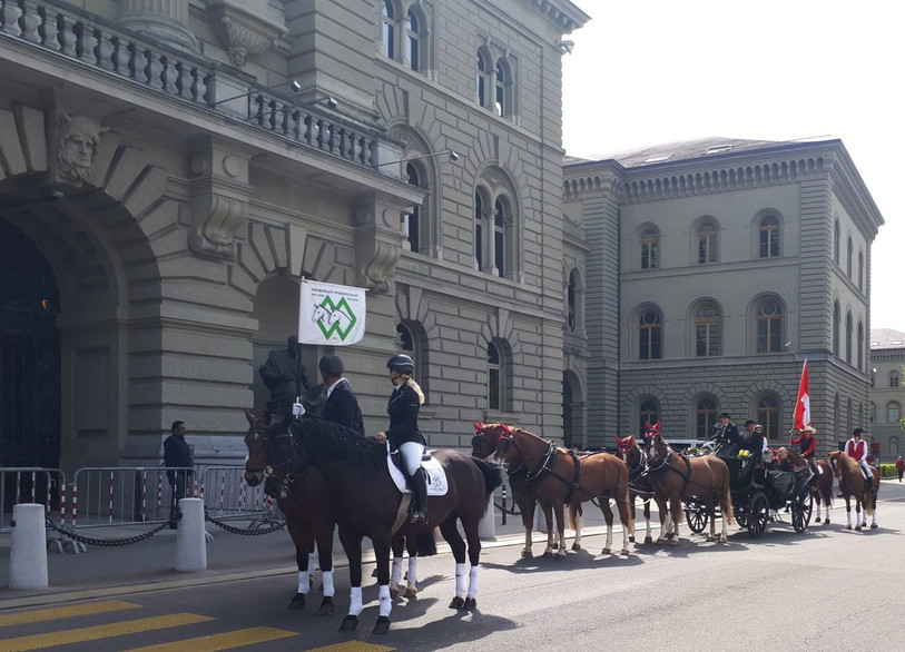 La race des Franches-Montagnes est mise en danger par la révision de l'ordonnance sur l'élevage.(Photo : Fédération suisse du franches-montagnes)