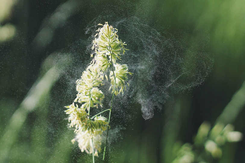 Le pollen a des effets inattendus chez certaines personnes (photo d'illustration).