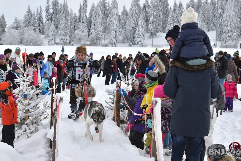 Les Courses de chiens de traîneaux
