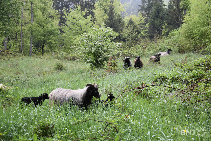 Les moutons Jaglu raffolent des ronces et autres buissons contrairement à la race jurassienne qui préfère l'herbe.