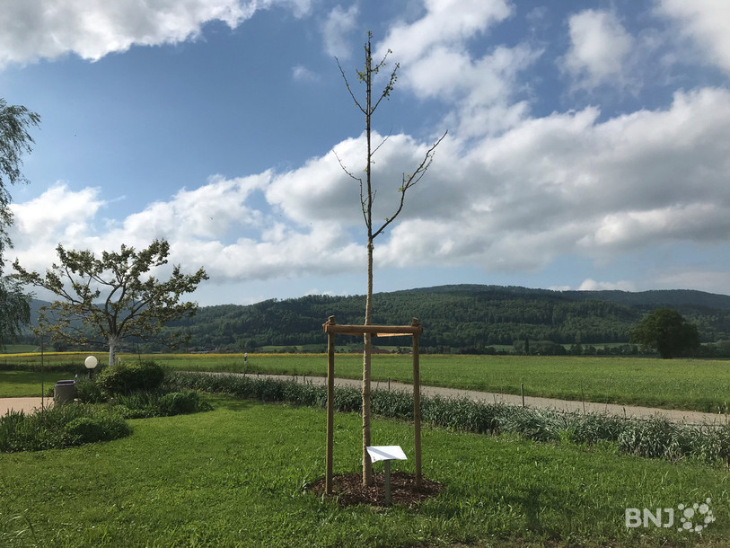 L'arbre et la plaque commémorative installés à l'extérieur de l'EMS.