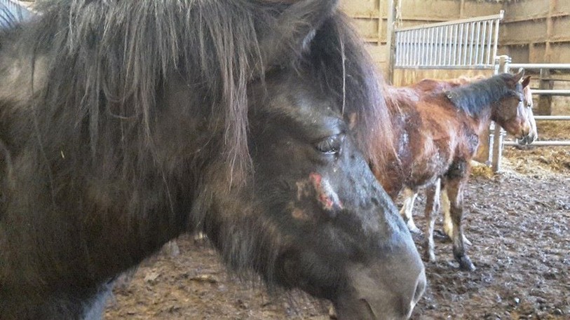 Chevaux 
