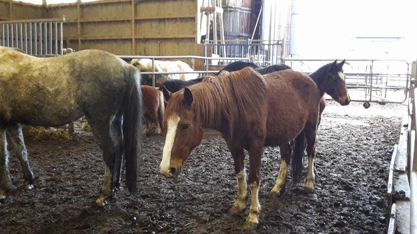 Les chevaux à Boncourt