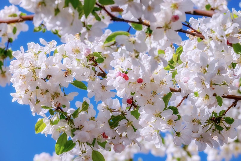 Les arbres fruitiers sont en fleur grâce à une météo clémente. (Image d'illustration).