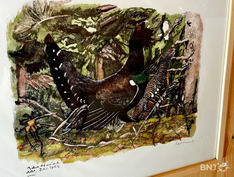 La forêt jurassienne, ici un grand tétras, source d'inspiration tout au long de l'oeuvre de Robert Hainard.