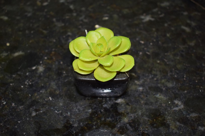 plantons