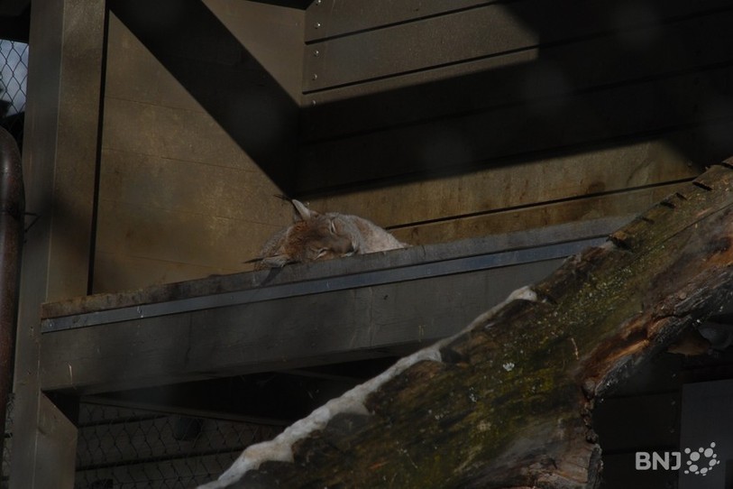 S'il est un des pensionnaires du zoo qui attirent le plus les enfants, le lynx ne semble pas s'inquiéter pour l'avenir de son enclos.