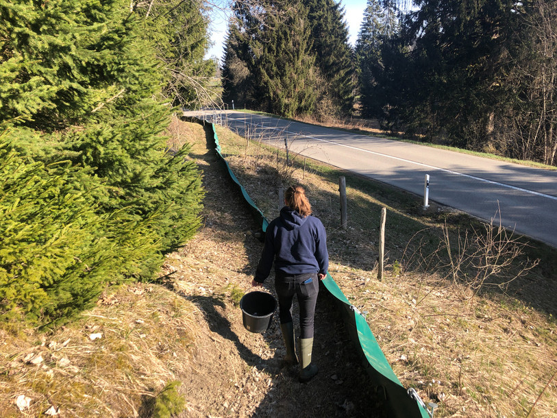 La barrière à batraciens leur permet de rejoindre le plan d'eau sans risque. (Photo : Parc du Doubs)