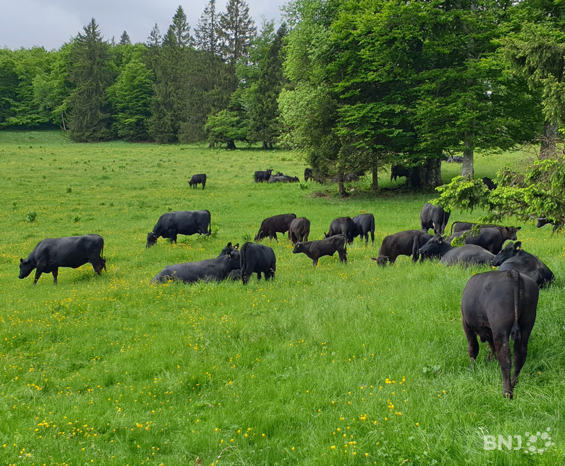 Jusqu’à 150 vaches et leurs veaux, dont des Black Angus paissent sur le Montoz chaque été.