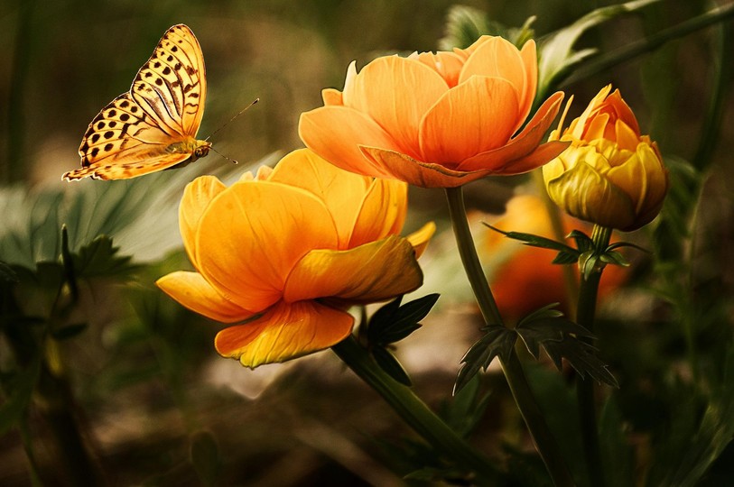 fleurs papillon