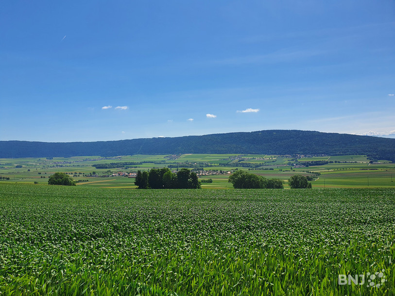 Le plan d'aménagement local entend préserver les spécificités paysagères du Val-de-Ruz, comme ses allées d'arbres et ses vergers.