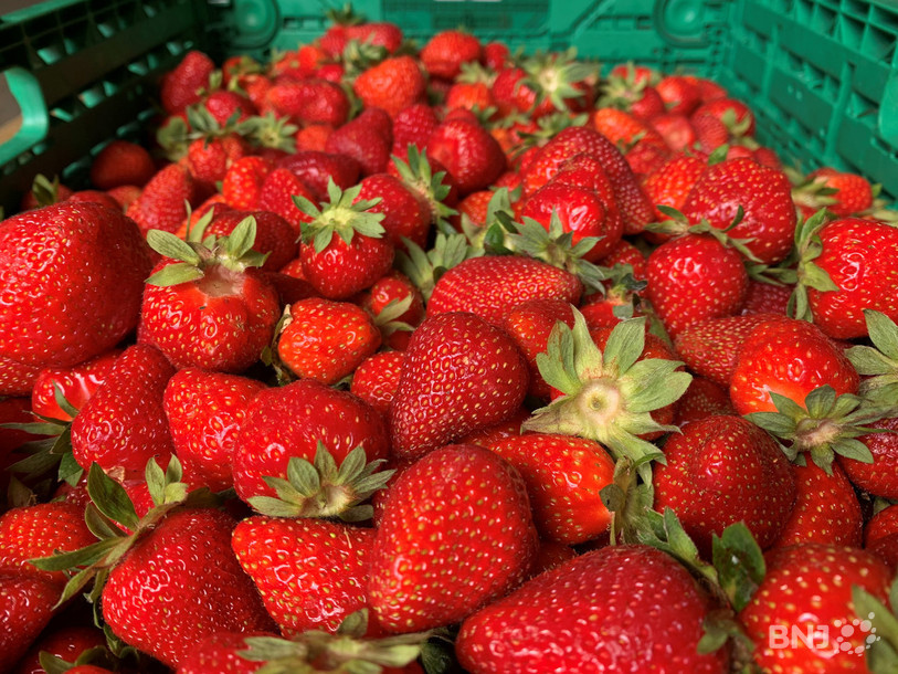 Les fraises sont belles et nombreuses cette année.