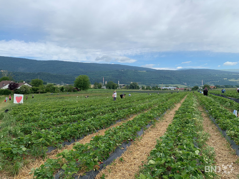 Récoltes de fraises et de cueilleurs dans les champs de Gals. 
