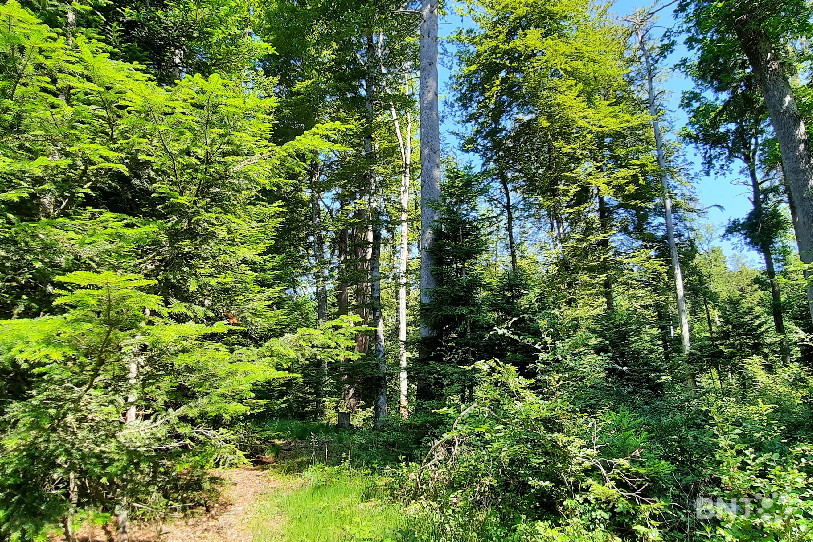 La forêt qui entoure l'étang de Vendlincourt est réputée pour ses nombreux types d'arbres.