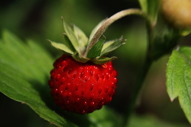 fraise des bois