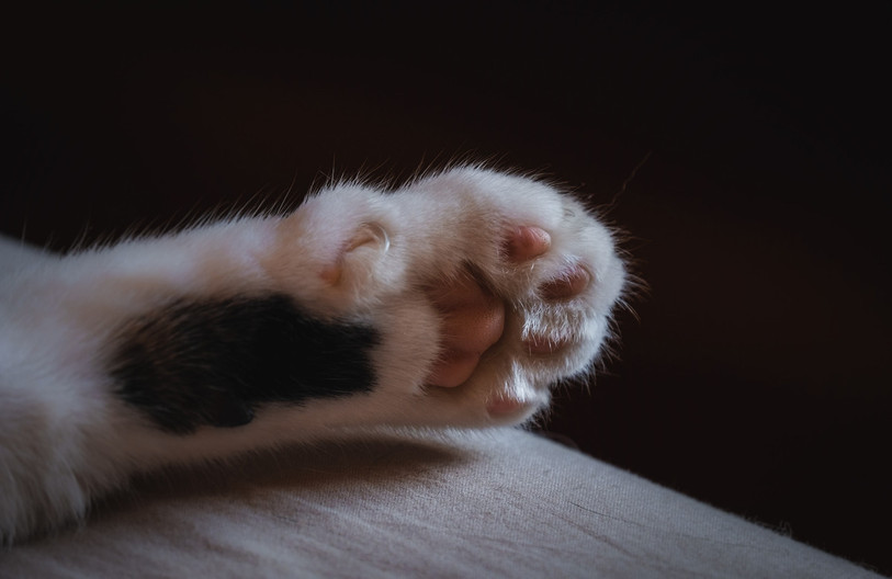 Selon les responsables, les chats sont bien traités à la SPA du Locle (photo d'illustration).