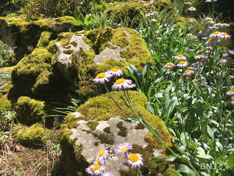 L’aster se plaît au Jardin botanique de Jurassica.