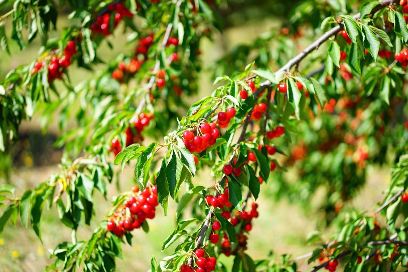 fruit