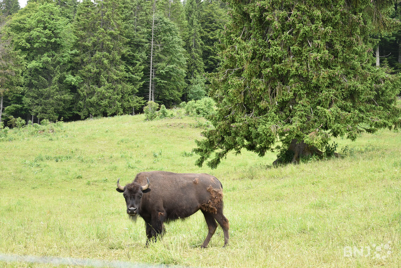 Le bison d'Amérique est plutôt habitué au climat chaud et sec. Mais les bêtes de Christian Lecomte sont parvenues à se faire à la météo suisse, assure-t-il. Les adultes sont actuellement en train de perdre leur fourrure d'hiver.