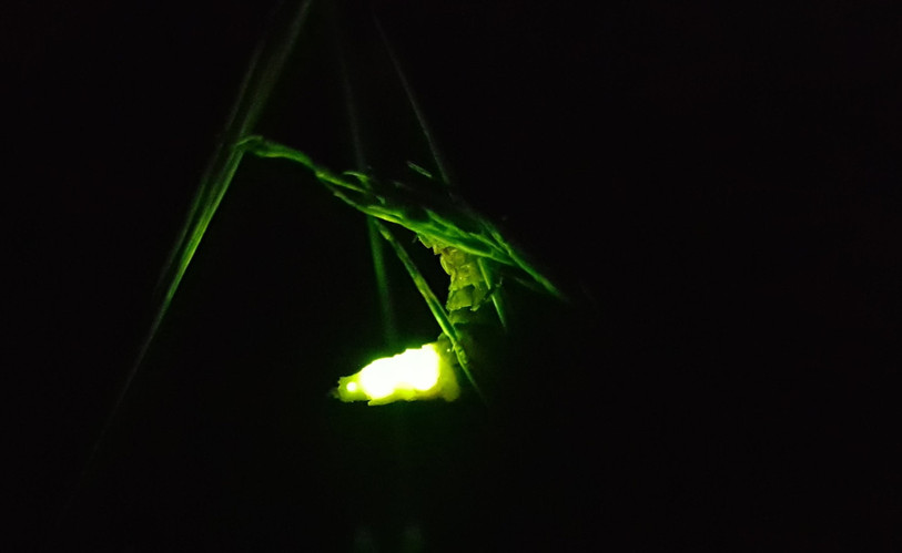 La femelle ver luisant émet de la lumière pour attirer les mâles (photo : Lisa Wirthner – Nos voisins sauvages).