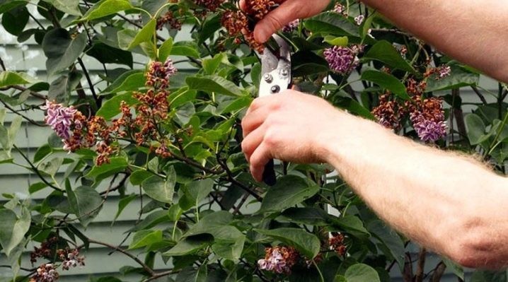 Lilas