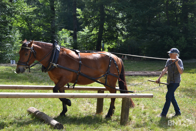 Le cheval doit franchir le premier obstacle, entre deux barres parallèles, en reculant, mais sans tronc à tracter. (Photo d'archives)