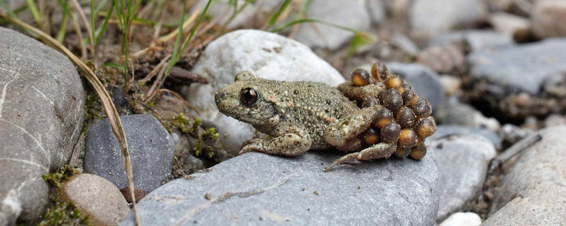 Le crapaud accoucheur mâle porte les oeufs et les protège. (Photo : Pro Natura)