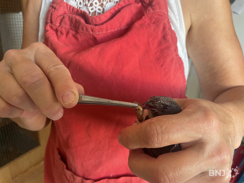 Un martinet nourri à la pincette par Dominique Eggler.