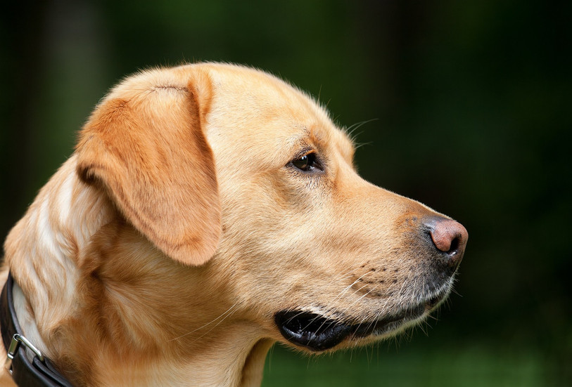 Les cyanobactéries pourraient être la cause de la mort du chien. (Photo : LDD /Illustration).