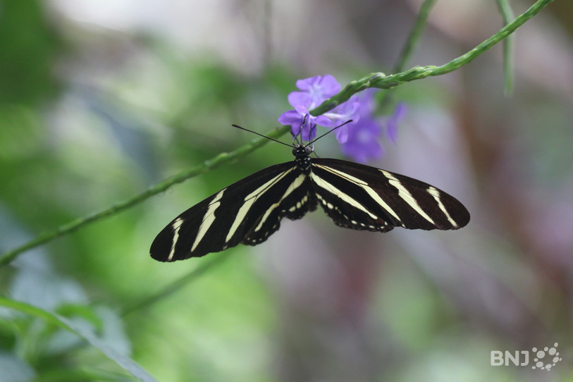 Un papillon au Papillorama. (Photo : archives)