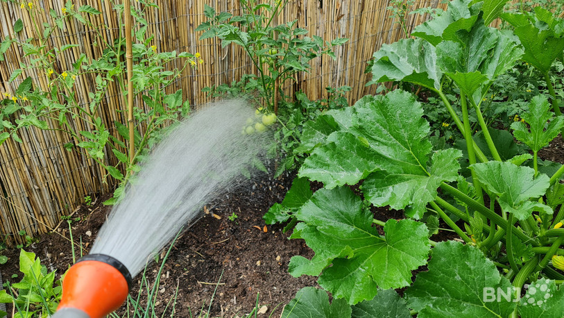 Il est recommandé de ne pas arroser son jardin à Valbirse pour économiser l'eau. (Photo: illustration, archives)