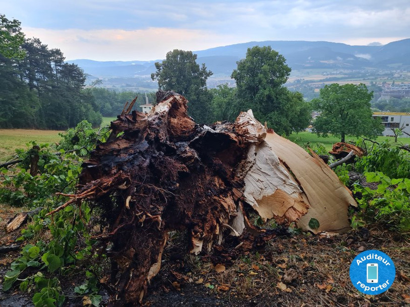 Trois arbres n'ont pas résisté à l'orage sur l'allée du Vorbourg. 