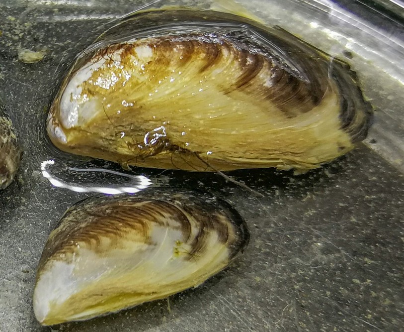 La moule Quagga ne mesure que quelques centimètres et une fois sa présence attestée, il est impossible de s'en débarrasser. (Photo : canton de Berne)