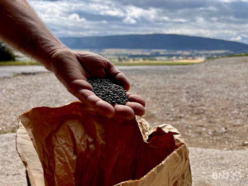 La récolte des lentilles a commencé en Suisse et se tiendra encore ces prochaines semaines dans le canton de Neuchâtel.