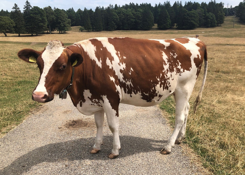 Les pâturages sont secs et les vaches commencent à manquer de nourriture. (Photo: Service de l'agriculture du canton de Neuchâtel).