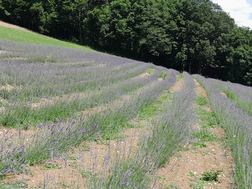 Le lavandin récolté il y a deux semaines à Mettembert. (Photo: Aurélie Chèvre)