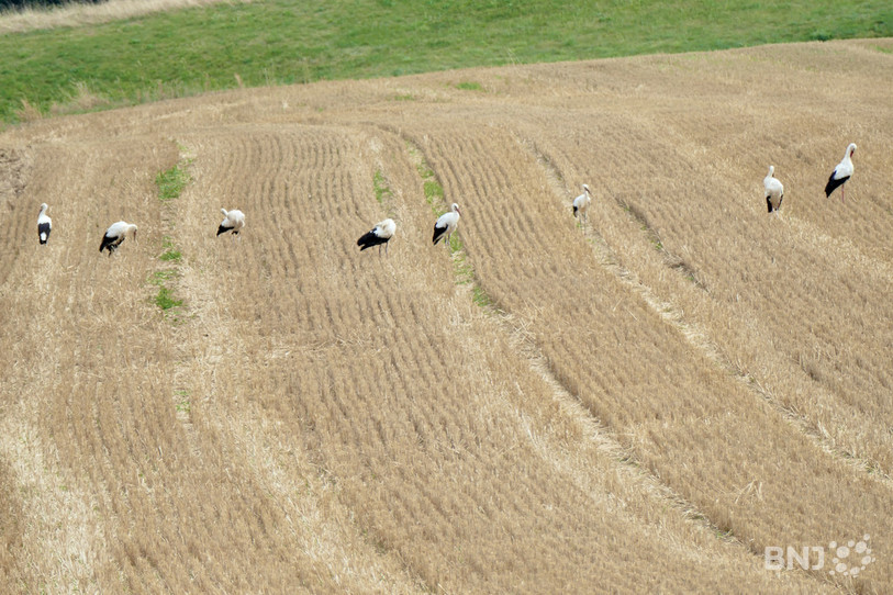 Les cigognes viennent se nourrir dans les champs fraîchement labourés, ici au Béridier à Delémont. (Photo : Jean-Michel Probst)