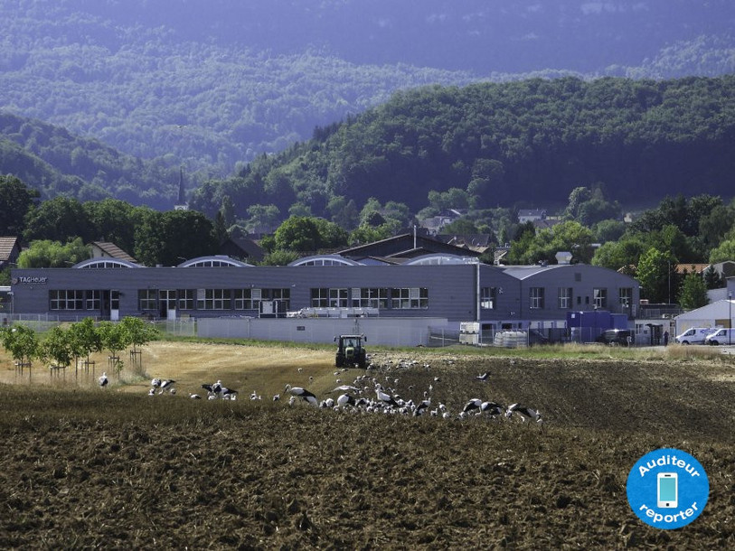 Des cigognes rassemblées en grand nombre à la sortie de Cornol.