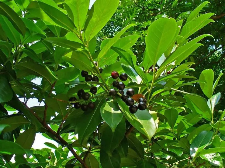Le laurier-cerise, souvent utilisé comme haie, fait partie des plantes nuisibles. (photo : wikimedia)
