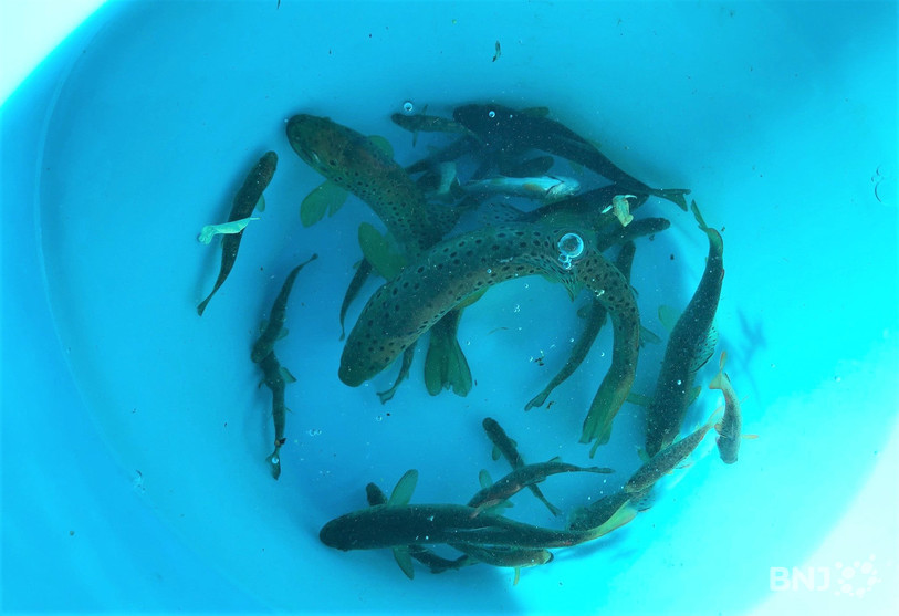 Au fil des mètres parcourus dans le ruisseau, le poisson est ramassé pour être placé dans des cuves.