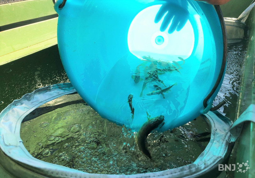 Les cuves sont ensuite transportées vers les rivières plus fraîches où le poisson est relâché et ainsi préservé.