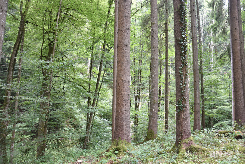Plus de 200 arbres ont été plantés à la fin novembre à Chevenez par la Jeune Chambre internationale de Porrentruy. (Photo: archives)
