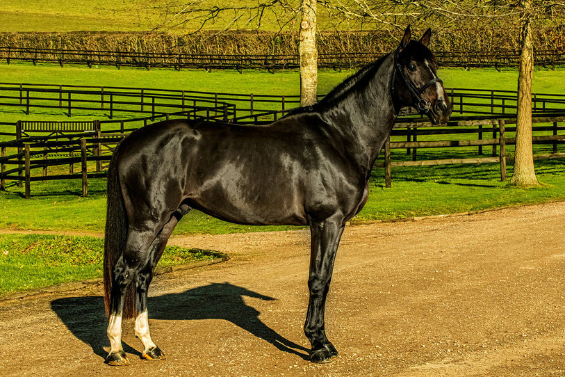 Vancouver de Lanlore est le cheval monté actuellement par Pius Schwizer (photo : vancouverdelanlore.com).