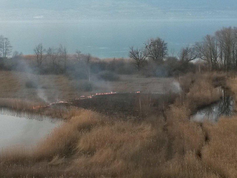 Incendie, Grande Cariçaie, réserve naturelle