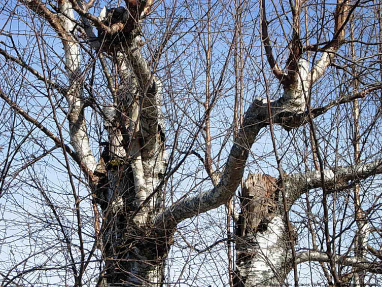 Lorsque l'élagage des bouleaux n'est pas fait dans les règles de l'art, de nombreuses branches se mettent à pousser dans tous les sens.
